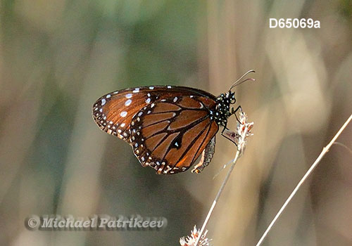 Danaus gilippus
